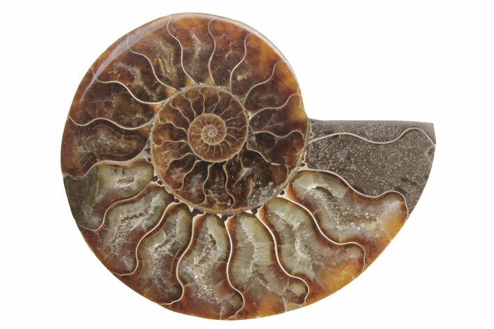 Cut & Polished Ammonite Fossil (Half) - Madagascar #223144